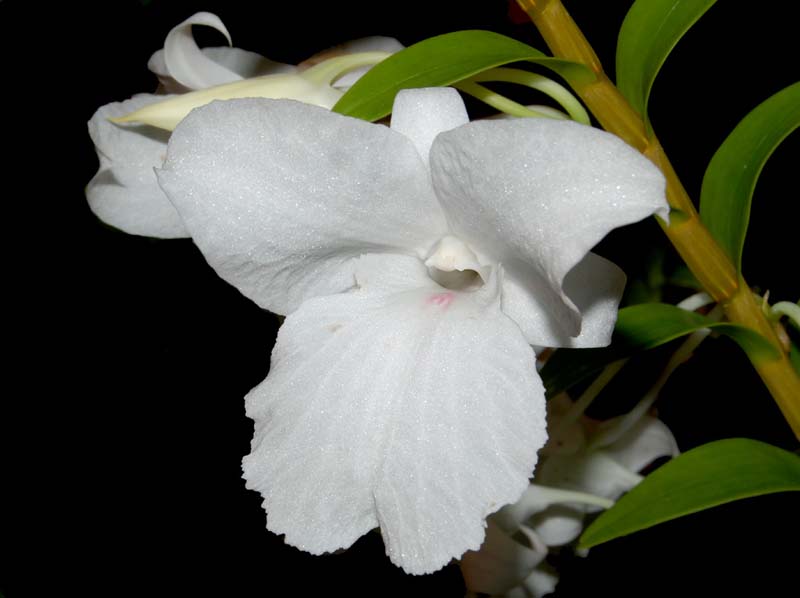 dendrobium_parthenium_ws_cd