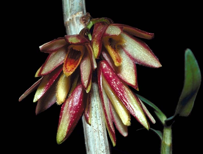 dendrobium_pauciflorum_cd