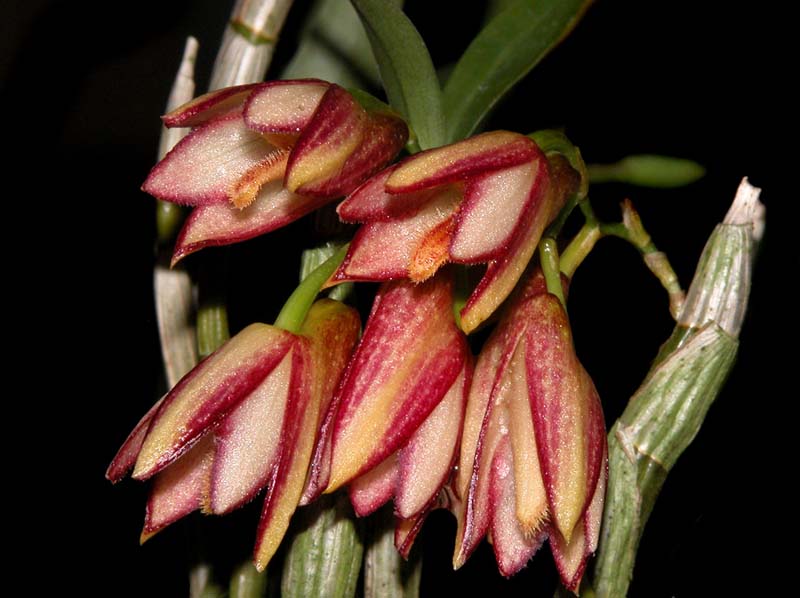 dendrobium_pauciflorum_ws_cd