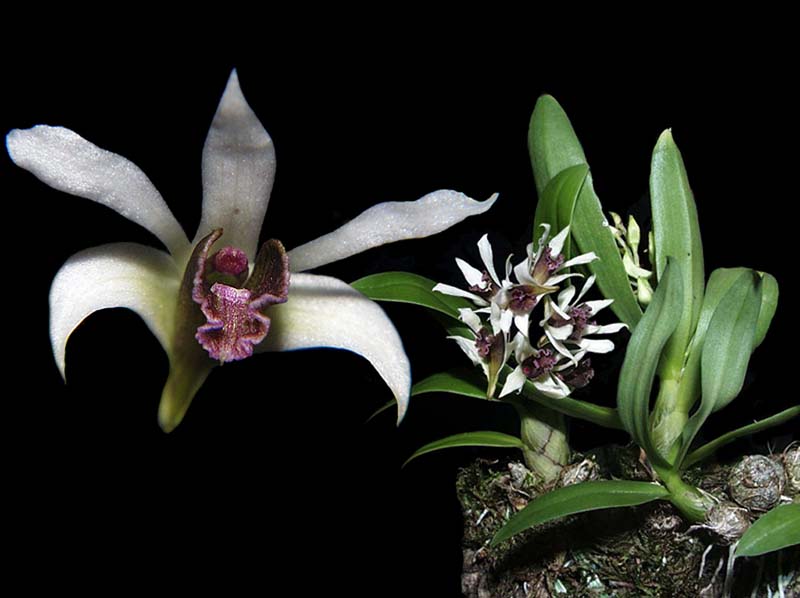 dendrobium_peguanum2_cd