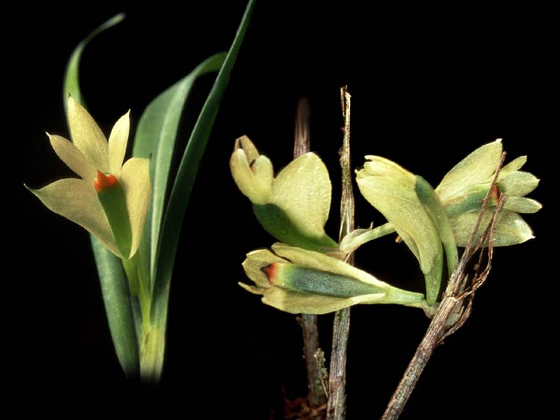 dendrobium_pentapterum_cd