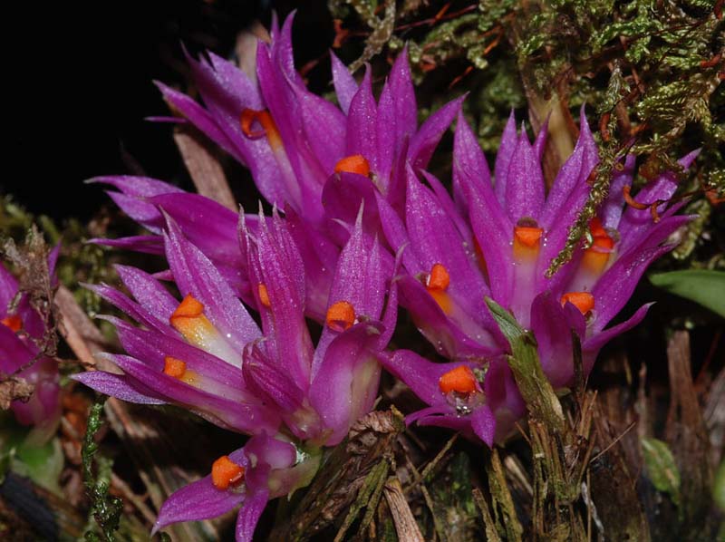 dendrobium_petiolatum_ip_cd