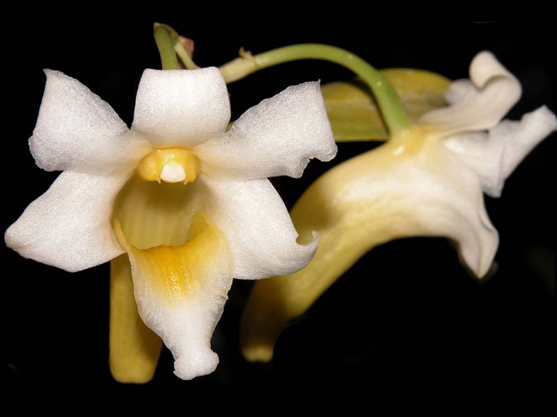 dendrobium_phillipsii_cd