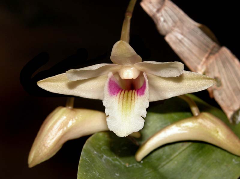 dendrobium_platygastrium2_cd