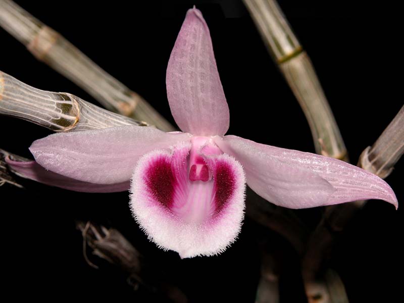 dendrobium_polyphlebium_cd