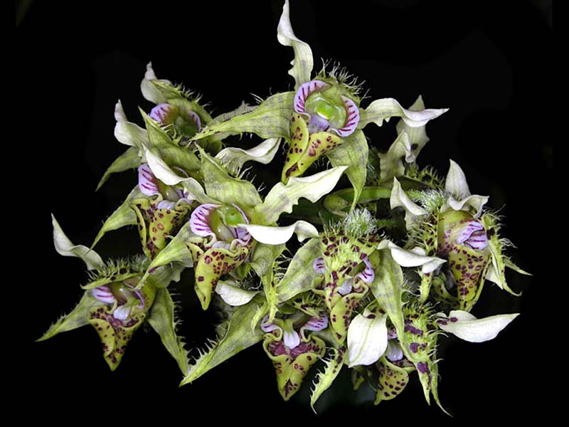 dendrobium_polysema2_cd