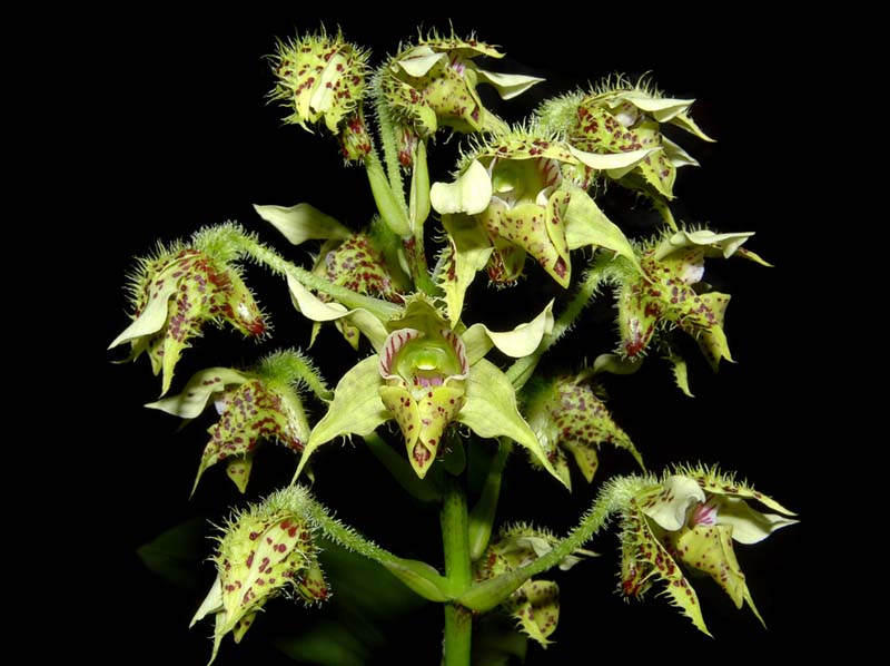 dendrobium_polysema_ws_cd