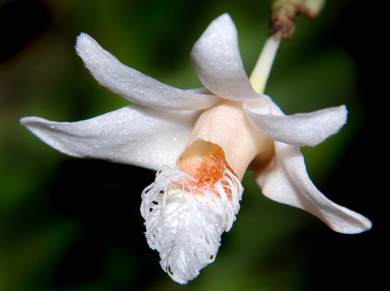 dendrobium_polytrichium_2_ws_cd