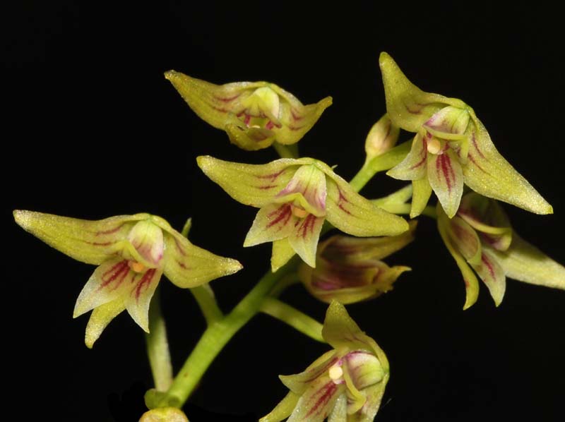 dendrobium_porphyrochilum2_ws_cd