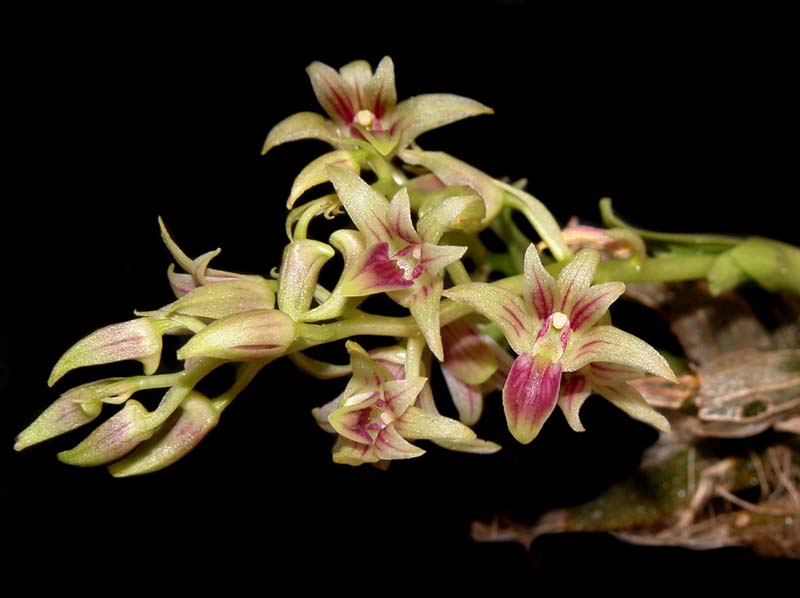 dendrobium_porphyrochilum_ws_cd