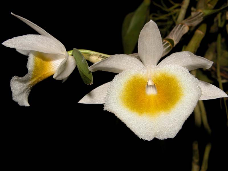 dendrobium_primulinum_album_cd