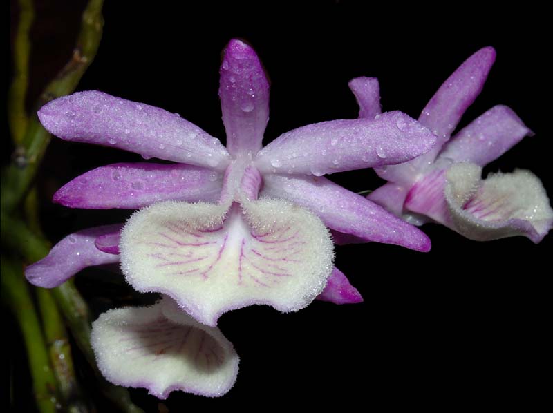 dendrobium_primulinum_ws_cd