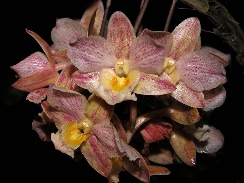 dendrobium_profusum_ws_cd