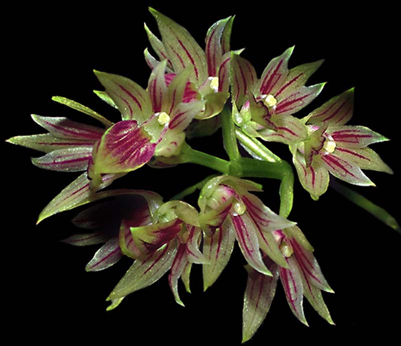 dendrobium_proteranthum_cd