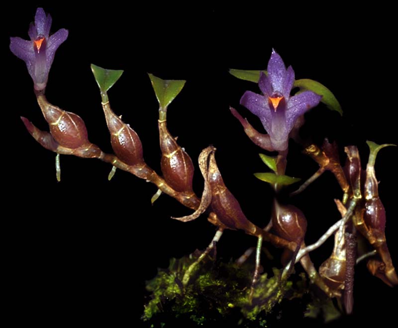 dendrobium_putnamii_cd