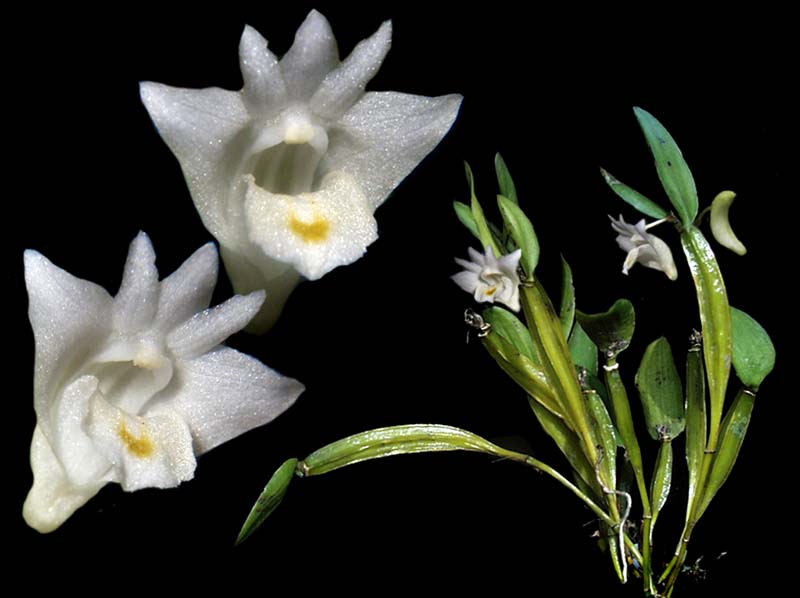 dendrobium_quadrangulare_cd