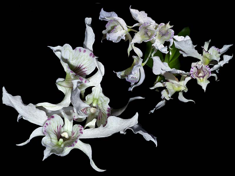 dendrobium_rhodostictum2_cd kopie