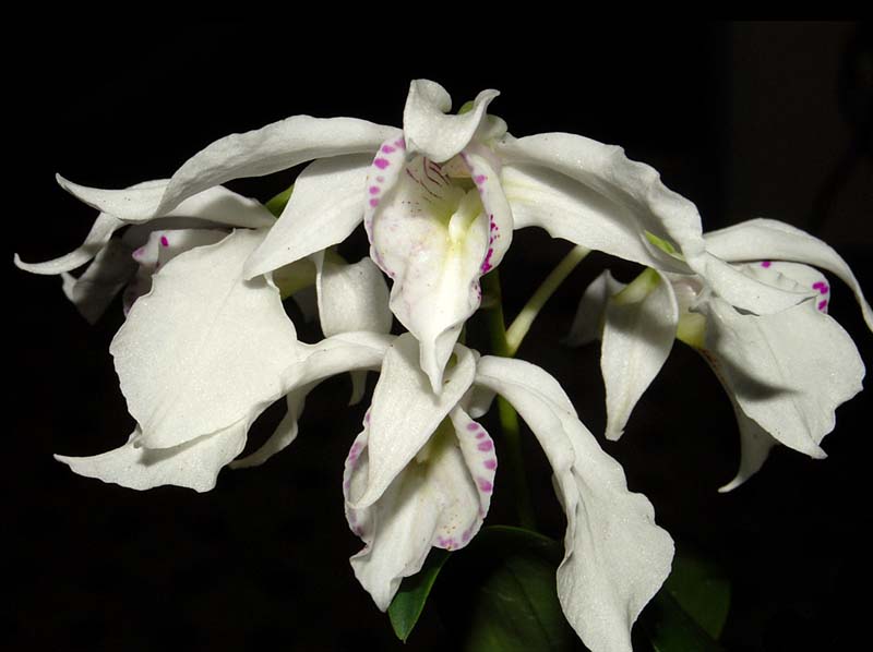 dendrobium_rhodostictum_ws_cd