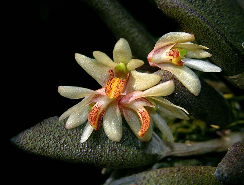 dendrobium_rigidum2_cd