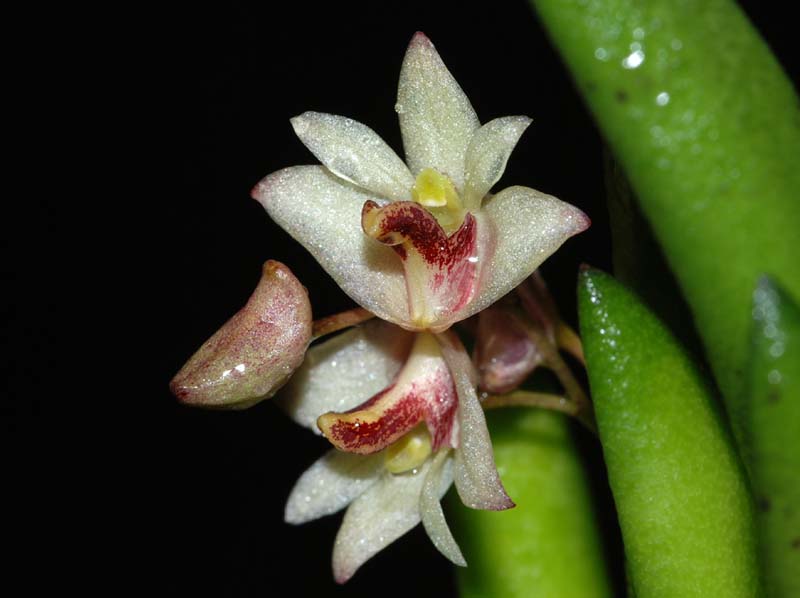 dendrobium_rigidum_ws_cd