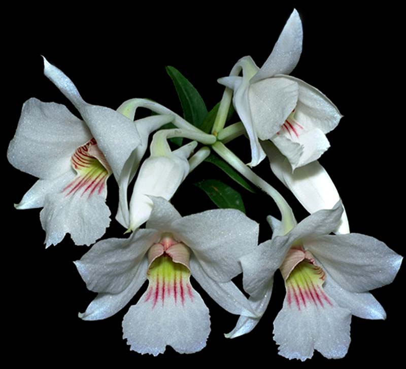 dendrobium_sanderae_cd