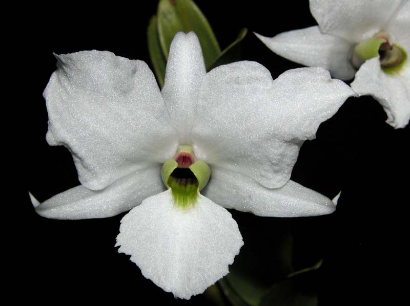 dendrobium_sanderae_luzonica_cd