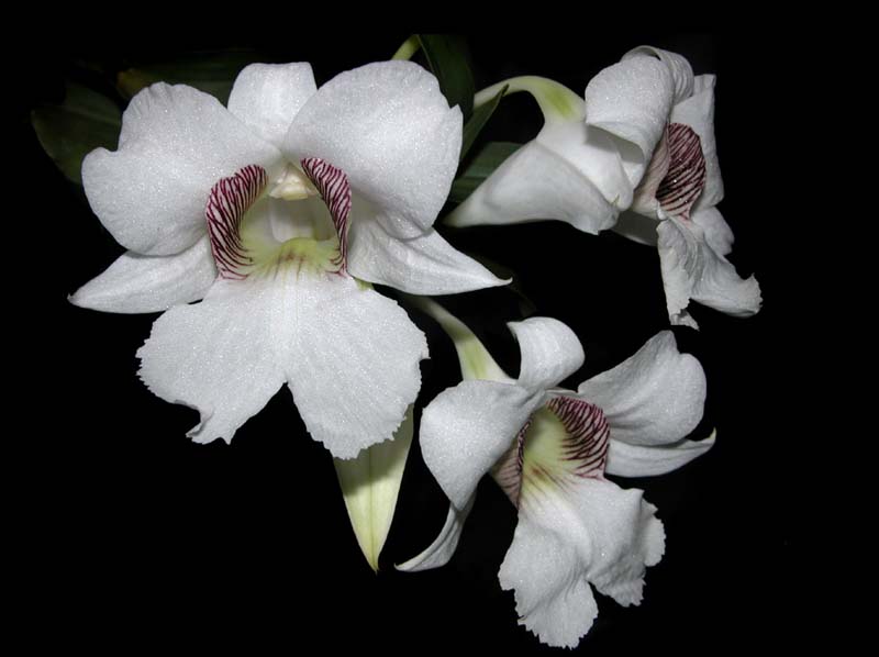 dendrobium_sanderae_majus2_cd