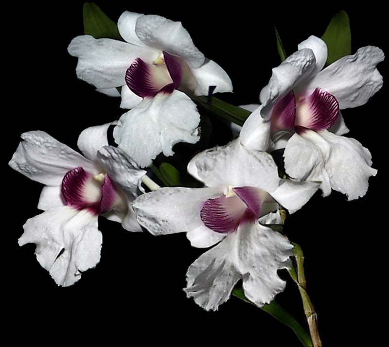 dendrobium_sanderae_majus_cd