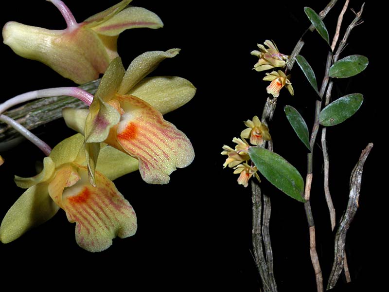 dendrobium_sanguinolentum_cd