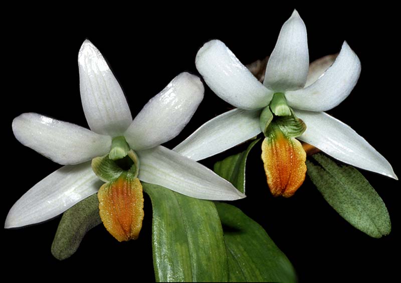 dendrobium_scabrilinguae_orange_cd