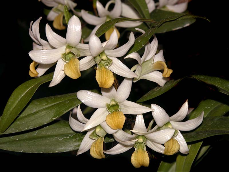 dendrobium_scabrilingue3_cd