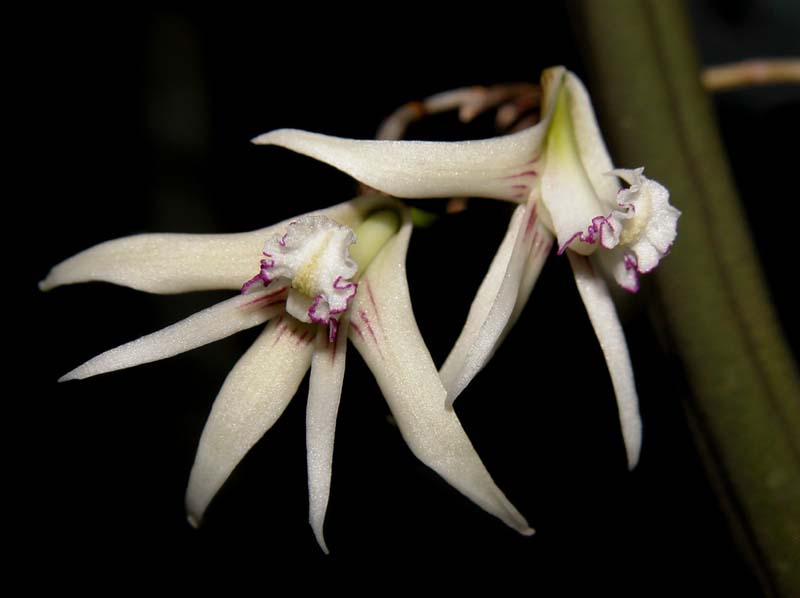 dendrobium_schoenianum_cd