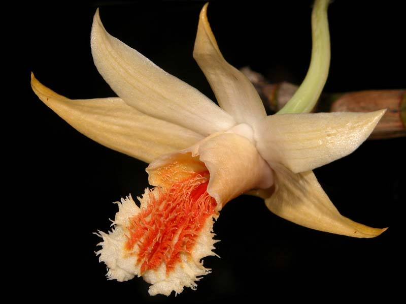 dendrobium_schrautii_cd