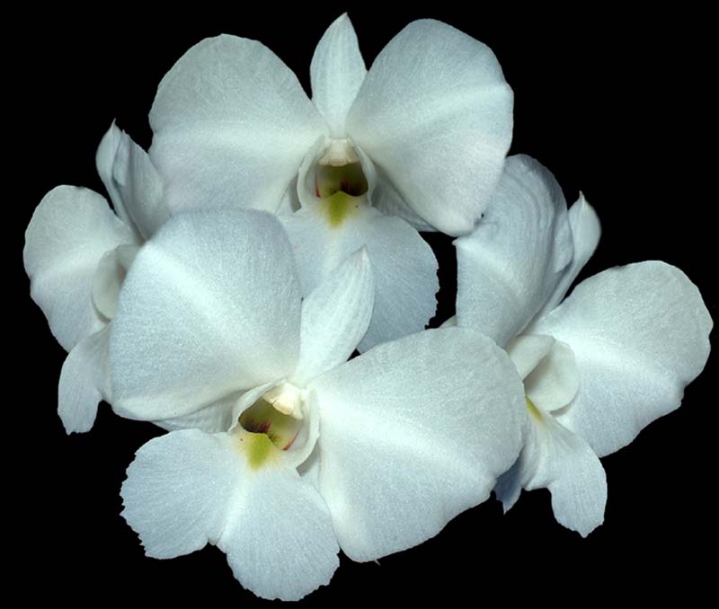 dendrobium_schutzei_cd