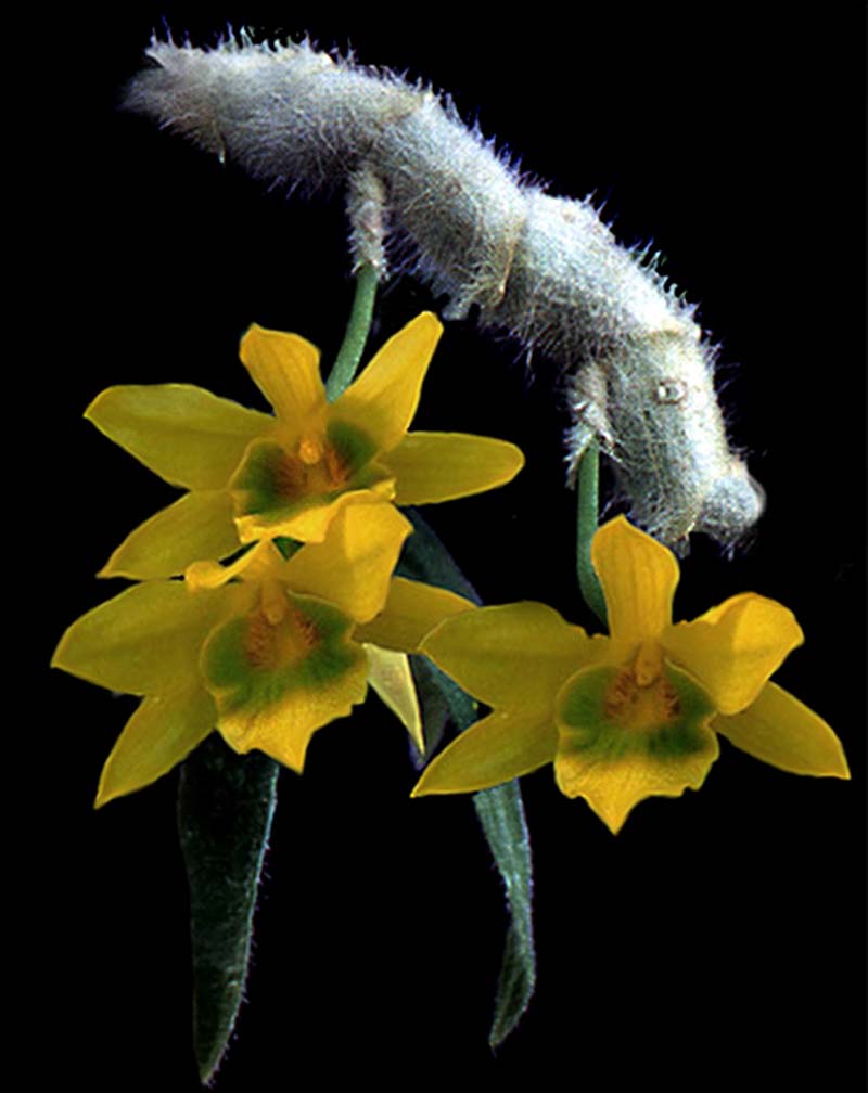 dendrobium_senile_cd