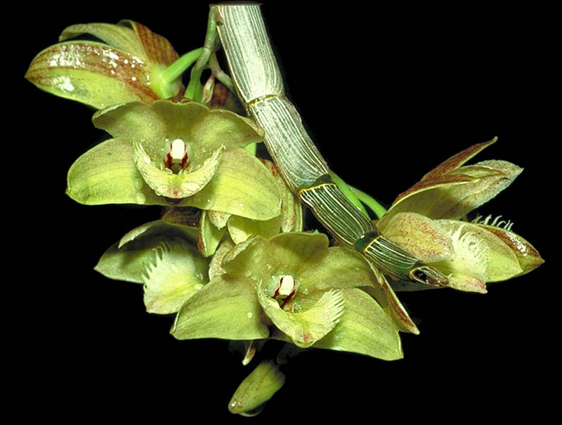 dendrobium_serratilabium_cd