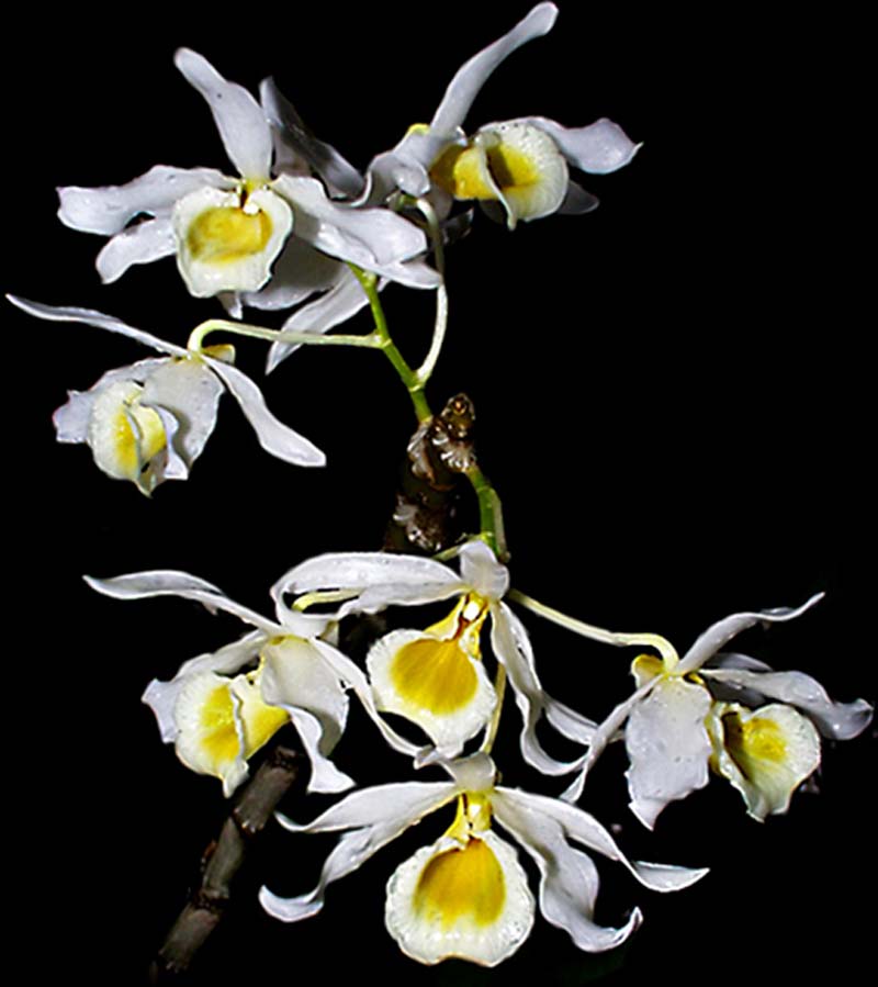 dendrobium_signatumalbum_cd