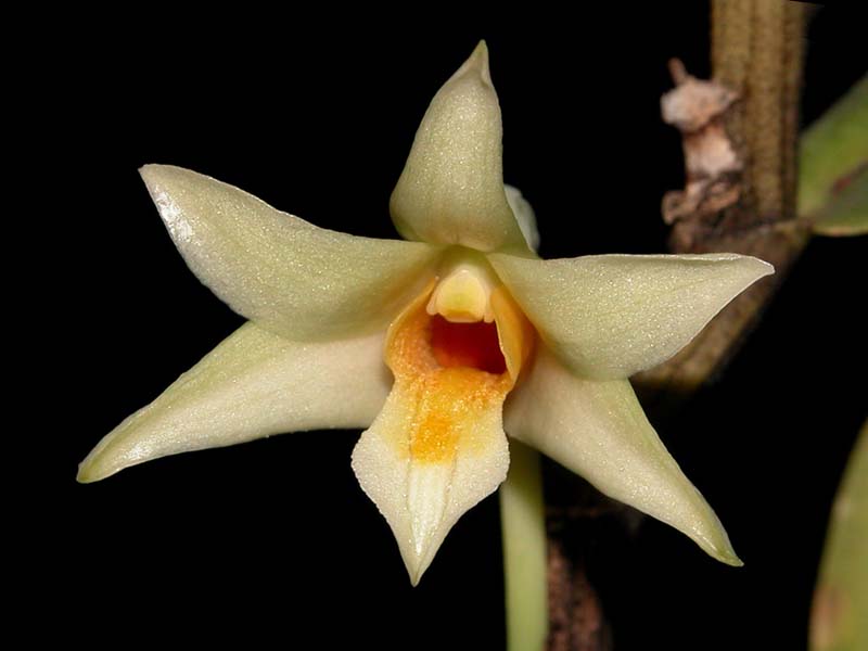 dendrobium_singkawagense3_cd