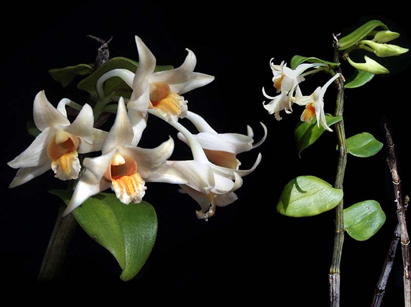 dendrobium_singkawagense_cd