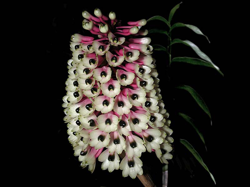 dendrobium_smiliae_cd