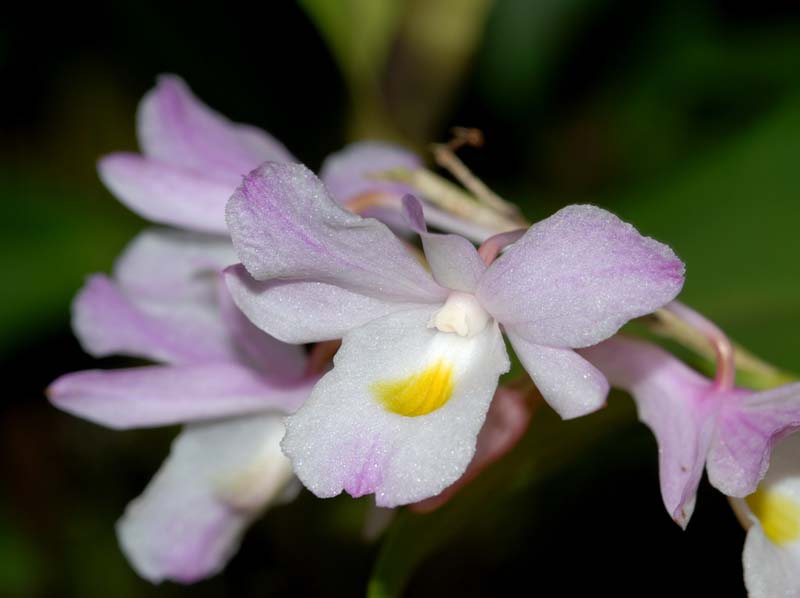 dendrobium_spathilingue_ws_cd