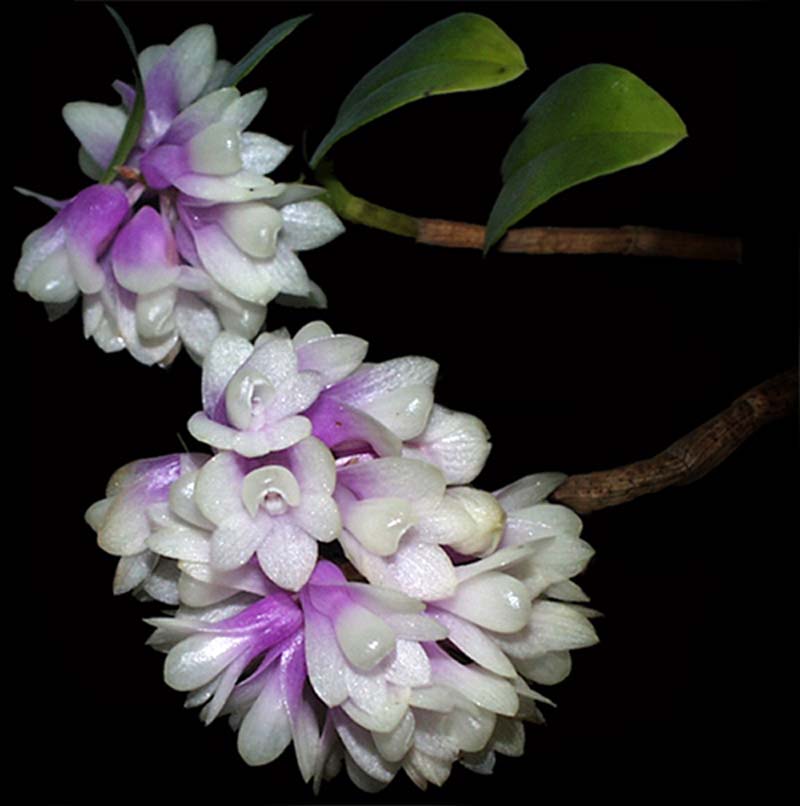 dendrobium_spec1