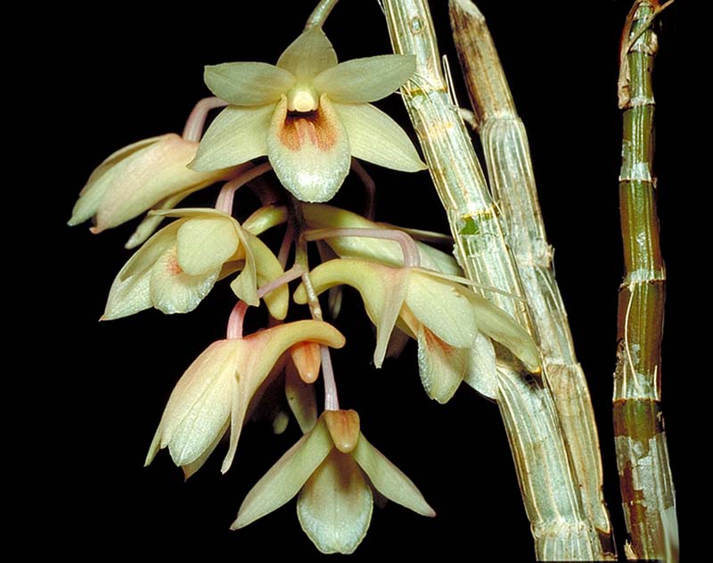 dendrobium_spec_phillippines_cd