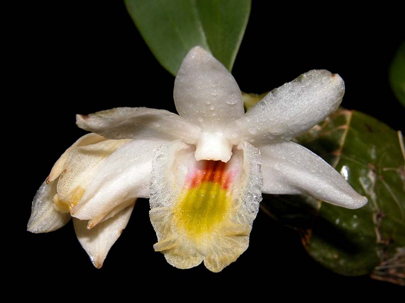 dendrobium_speckmaieri_ws_cd