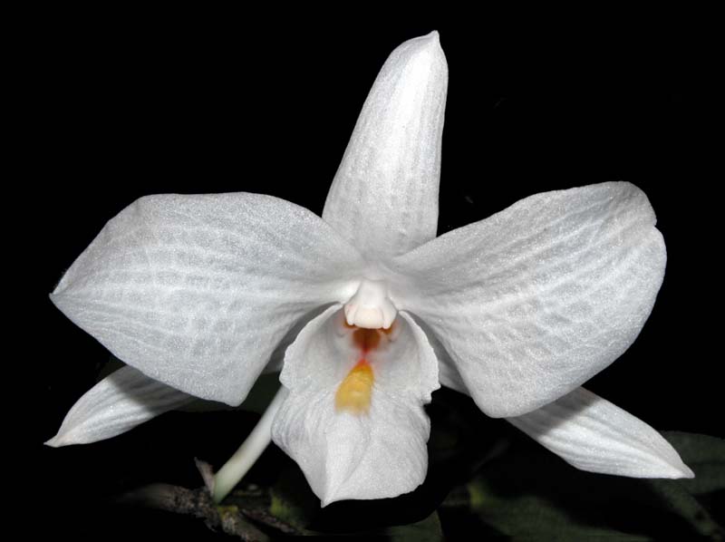 dendrobium_spectatissimum_ws_cd