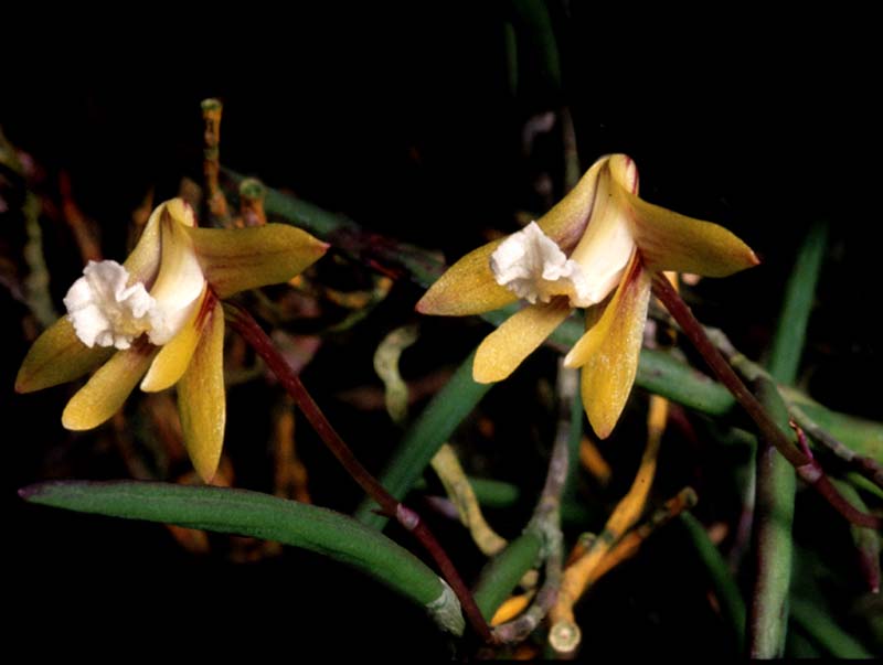 dendrobium_striolatum_cd