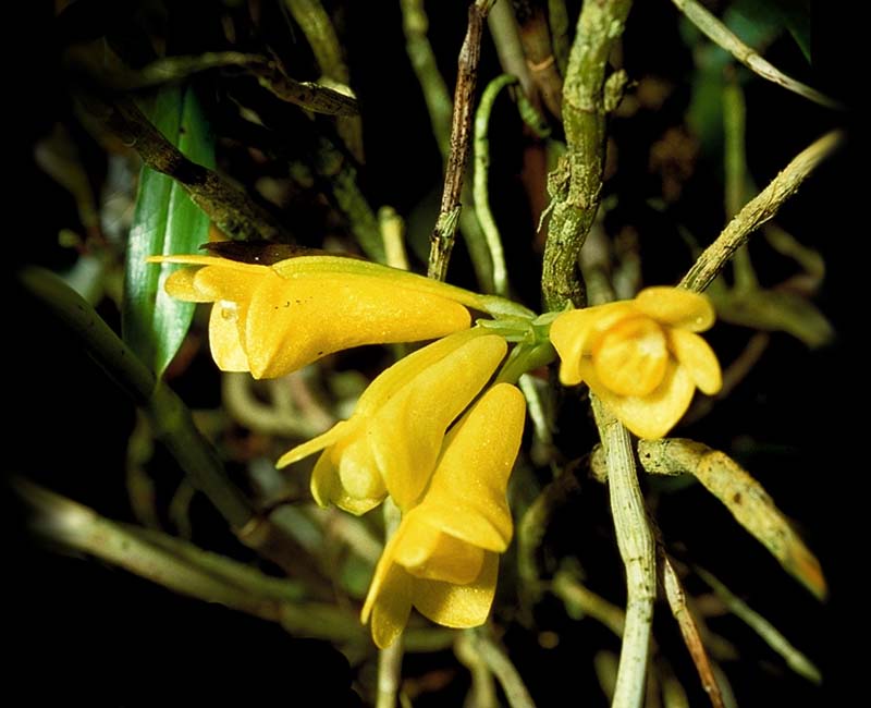 dendrobium_subclausum_gelb_cd