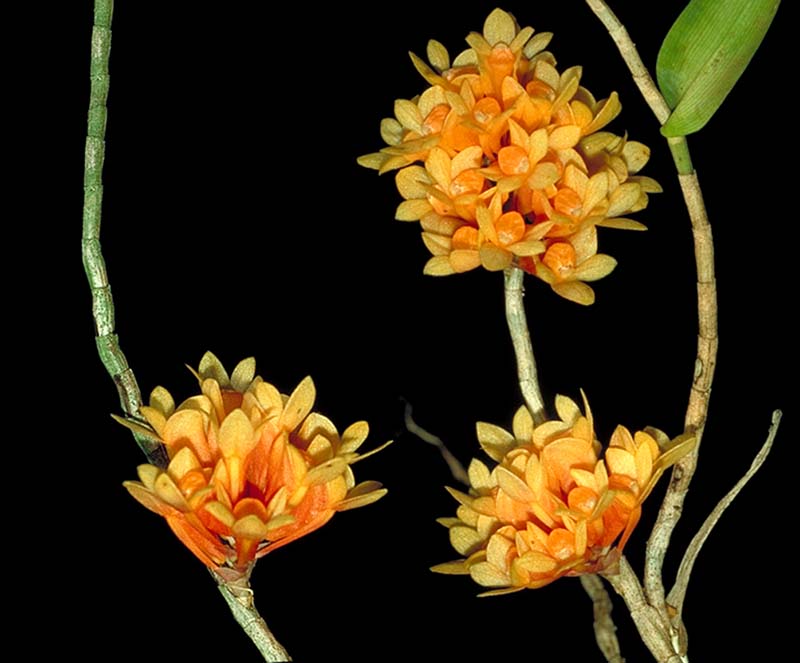 dendrobium_subclausum_phlox_cd