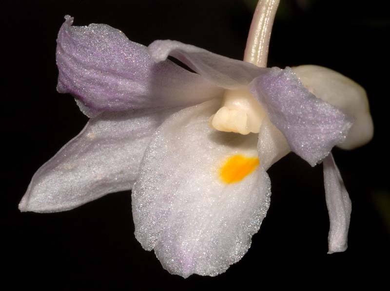 dendrobium_subflavidum_WS_cd