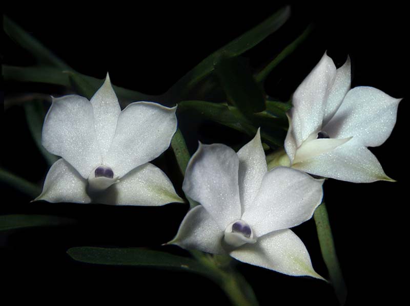 dendrobium_subuliferum_cd